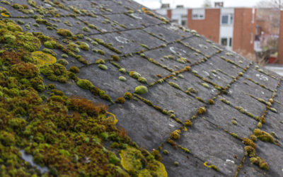 What Is Roof Algae And How To Fix It?