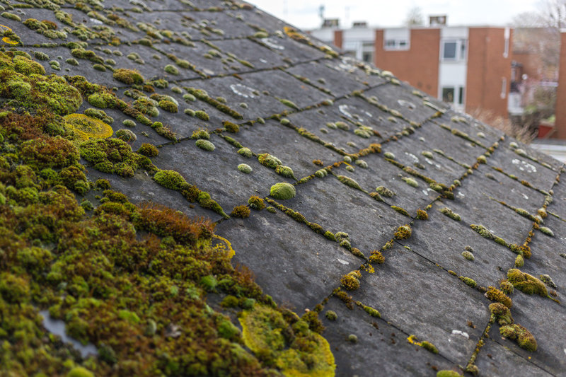 what is roof algae and how to fix it